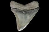 Serrated, Fossil Megalodon Tooth - Georgia #87953-2